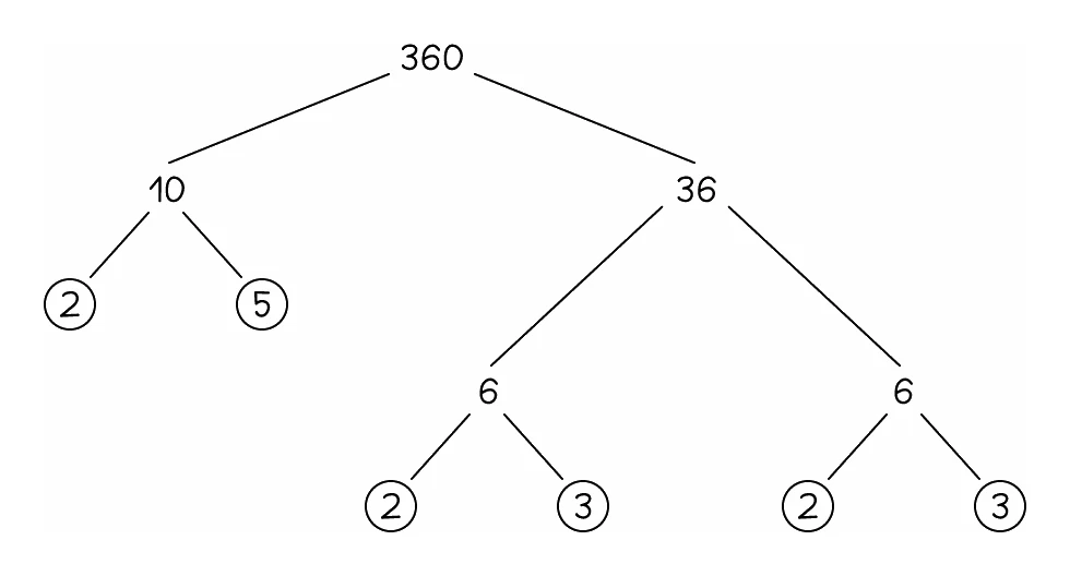The same number 360 split a different way: 360 branches into 10 and 36, 10 into a circled 2 and a circled 5, 36 into 6 and 6, and each 6 into a circled 2 and a circled 3, ending on the same collection of primes as any other route