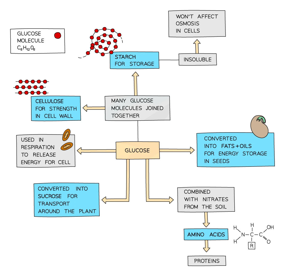Spider diagram of the fate of glucose in a plant: glucose is used in respiration, converted to starch for storage (insoluble), built into cellulose for cell walls, converted to sucrose for transport, turned into fats and oils for storage in seeds, and combined with nitrates to make amino acids and then proteins