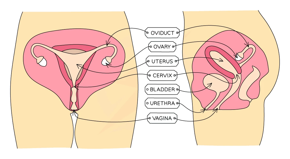 Labelled front and side view of the female reproductive system showing the oviduct, ovary, uterus, cervix, bladder, urethra and vagina