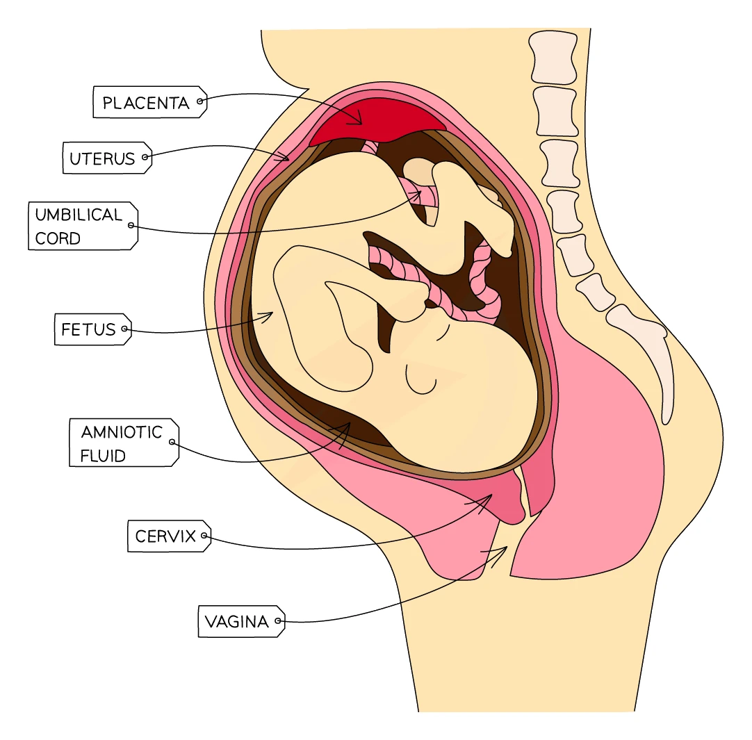 Side view of a fetus in the uterus surrounded by amniotic fluid, showing the placenta, umbilical cord, cervix and vagina