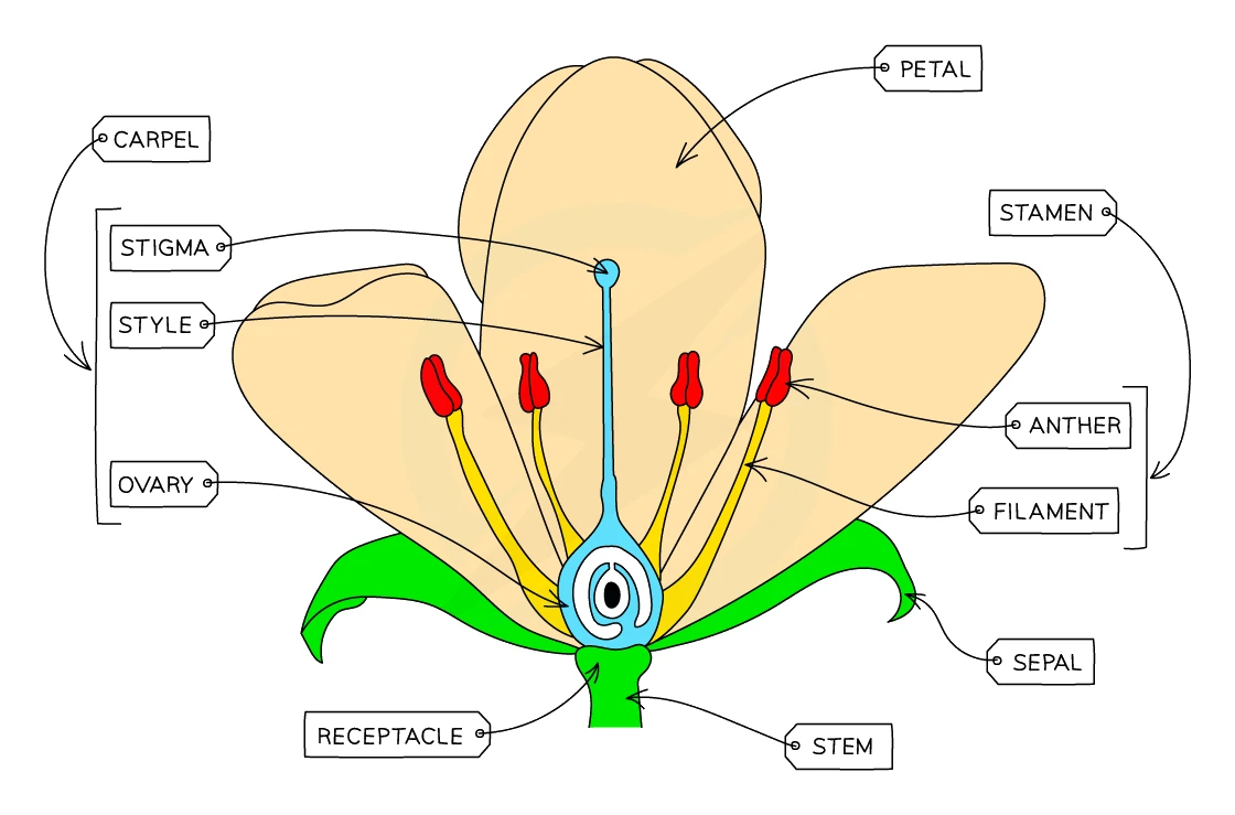 Cross-section of an insect-pollinated flower labelling the petal, sepal, stamen (anther and filament), carpel (stigma, style and ovary), receptacle and stem