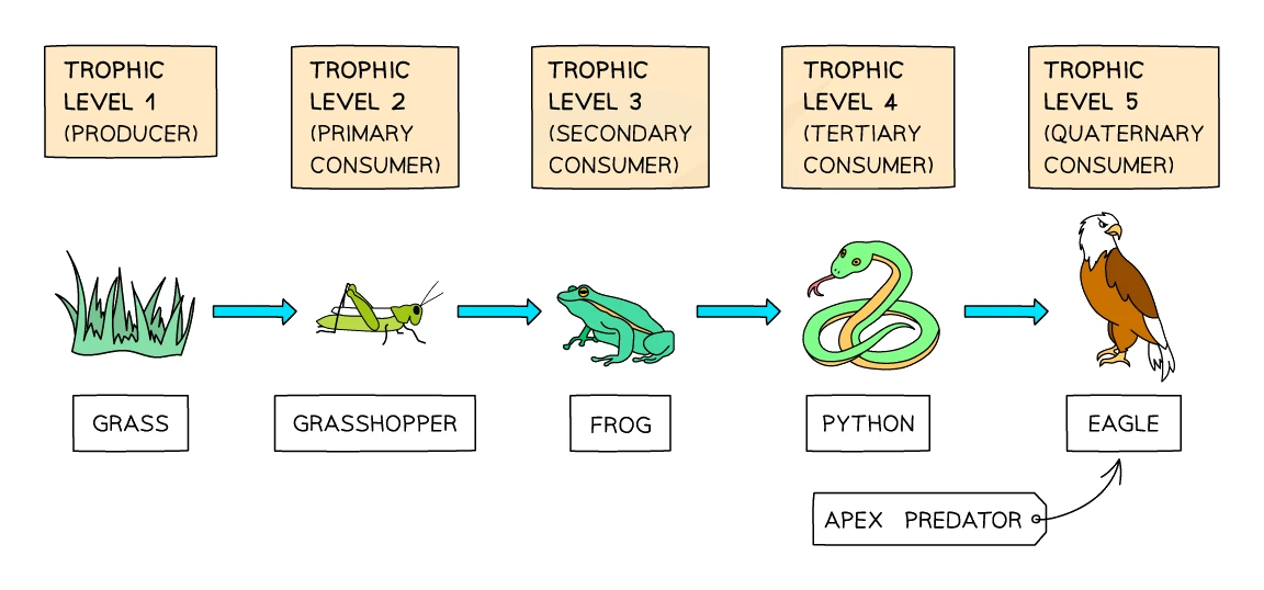 A food chain labelled with trophic levels: grass (trophic level 1, producer) is eaten by a grasshopper (level 2, primary consumer), eaten by a frog (level 3, secondary consumer), eaten by a python (level 4, tertiary consumer), eaten by an eagle (level 5, quaternary consumer and apex predator), with arrows showing the direction of energy transfer