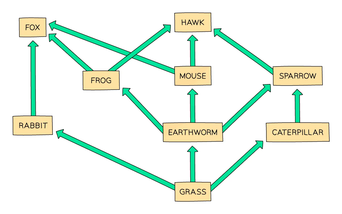 A food web with grass as the producer feeding rabbit, earthworm and caterpillar; earthworm feeding frog, mouse and sparrow; caterpillar feeding sparrow; and fox and hawk as top predators, with arrows pointing from each organism to the one that eats it