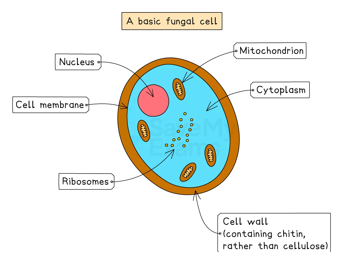 Structure of a basic fungal cell with a chitin cell wall, nucleus, mitochondria and ribosomes