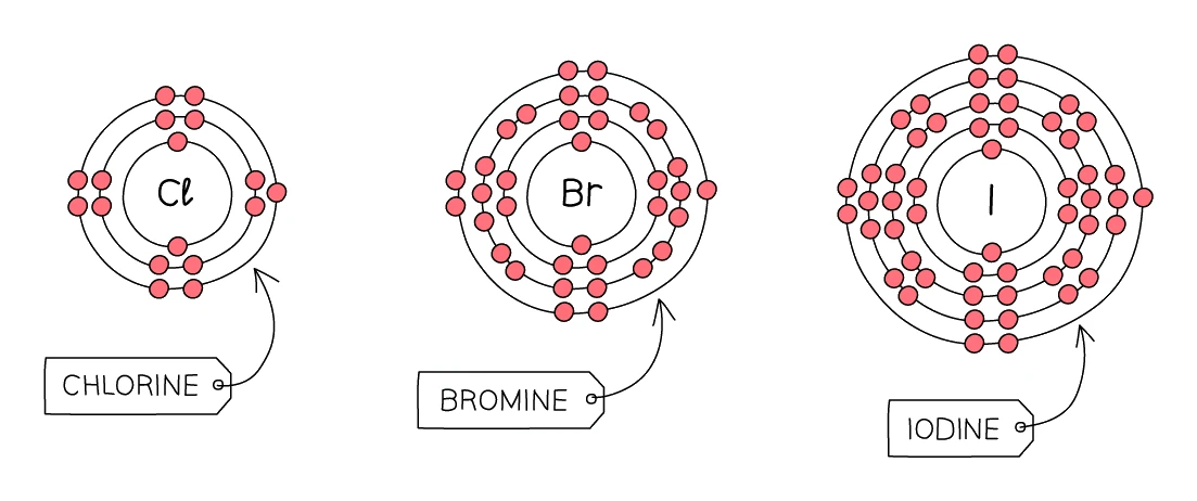 Electron shell diagrams of chlorine (2,8,7), bromine (2,8,18,7) and iodine (2,8,18,18,7), each halogen atom showing seven electrons in its outermost shell with more shells added down the group