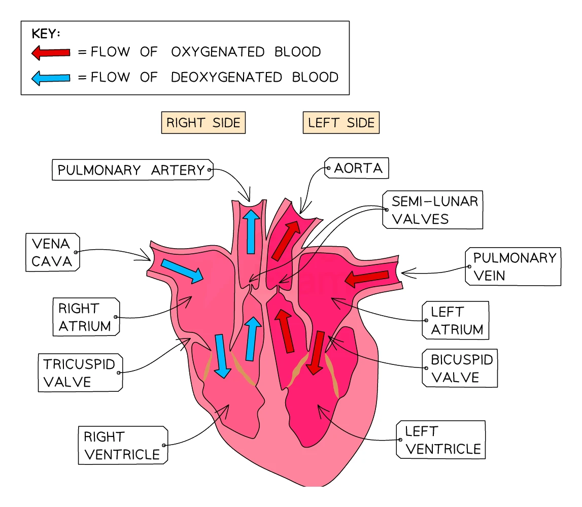 A cross-section of the human heart showing the four chambers (right and left atria and ventricles), the four valves (tricuspid, bicuspid and two semi-lunar valves) and the main vessels (vena cava, pulmonary artery, pulmonary vein, aorta), with red arrows for oxygenated blood and blue arrows for deoxygenated blood