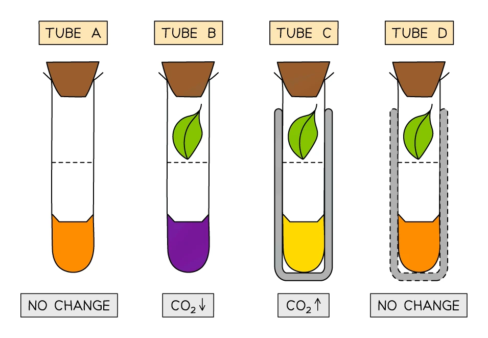 Four boiling tubes of hydrogencarbonate indicator: Tube A (no leaf, control) stays orange with no change; Tube B in light turns purple as CO₂ falls; Tube C wrapped in aluminium foil turns yellow as CO₂ rises; Tube D wrapped in gauze stays orange as a light control