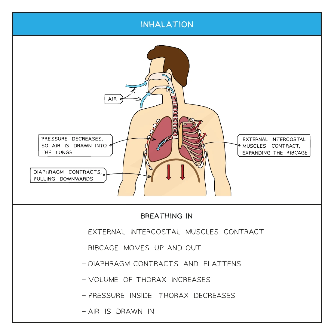 A labelled diagram of inhalation showing the external intercostal muscles contracting to expand the rib cage, the diaphragm contracting and pulling downwards, the thorax volume increasing and pressure decreasing so air is drawn into the lungs