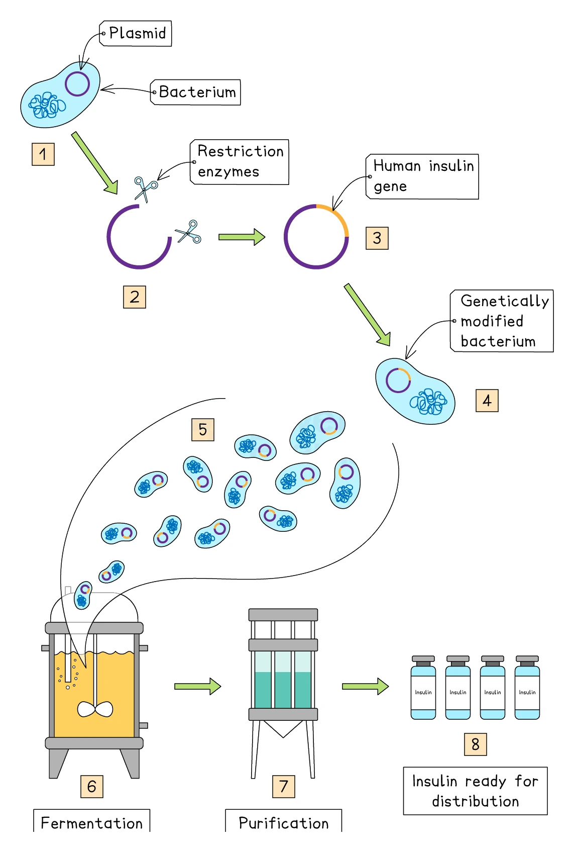 The full process of producing human insulin: a bacterial plasmid is cut open with restriction enzymes, the human insulin gene is inserted to form a recombinant plasmid, the genetically modified bacterium is grown in a fermenter, and the insulin is purified ready for distribution
