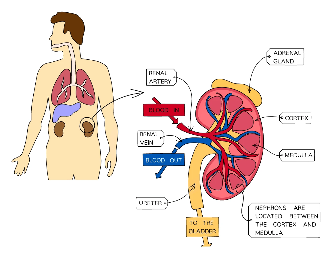 A vertical section through a kidney showing the outer cortex, the inner medulla and the renal artery bringing blood in and renal vein taking blood out, with the ureter leading to the bladder