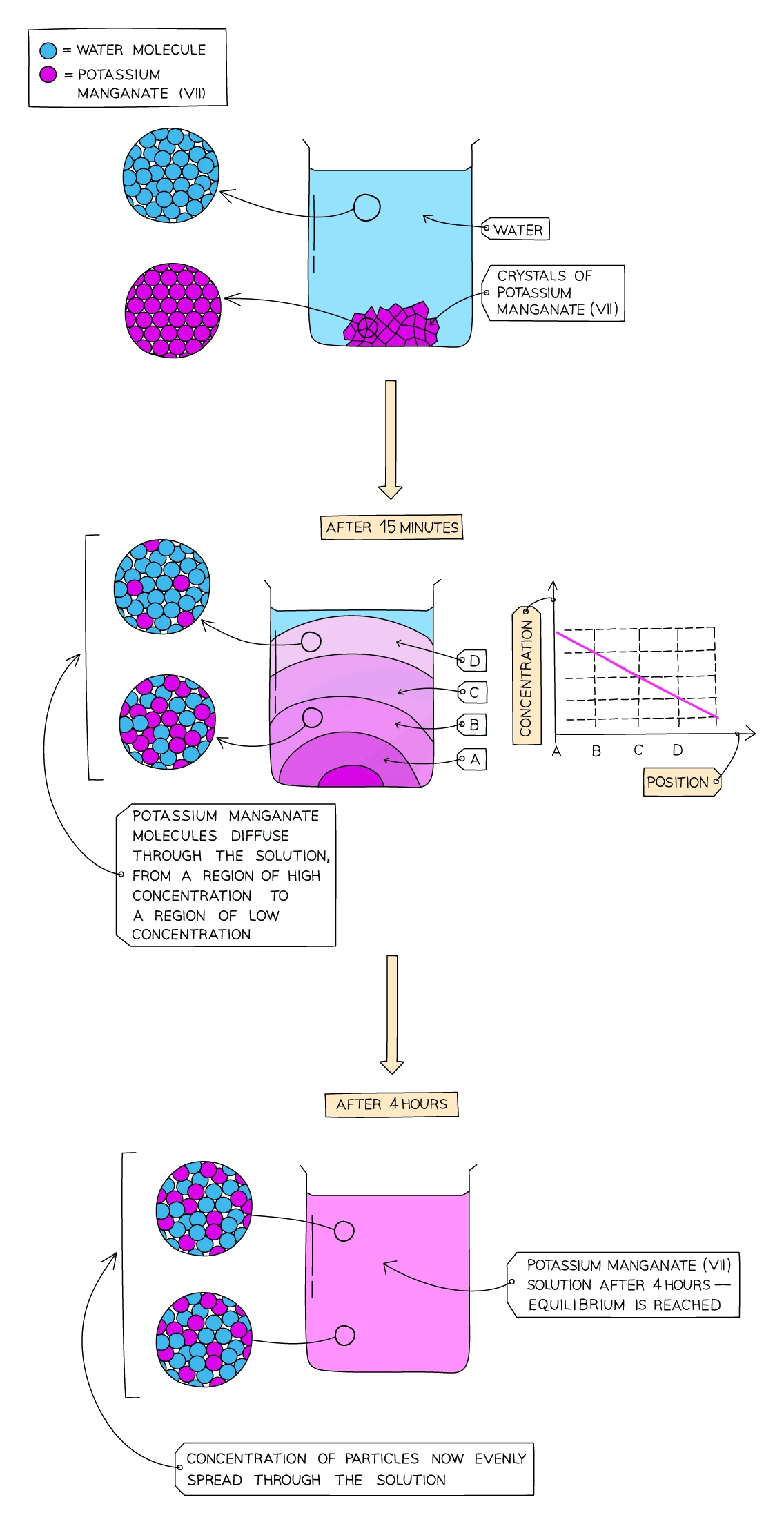 Diffusion of potassium manganate(VII) in water: the purple colour spreads from the crystals through the still water by random particle motion until the solution is uniformly coloured at equilibrium