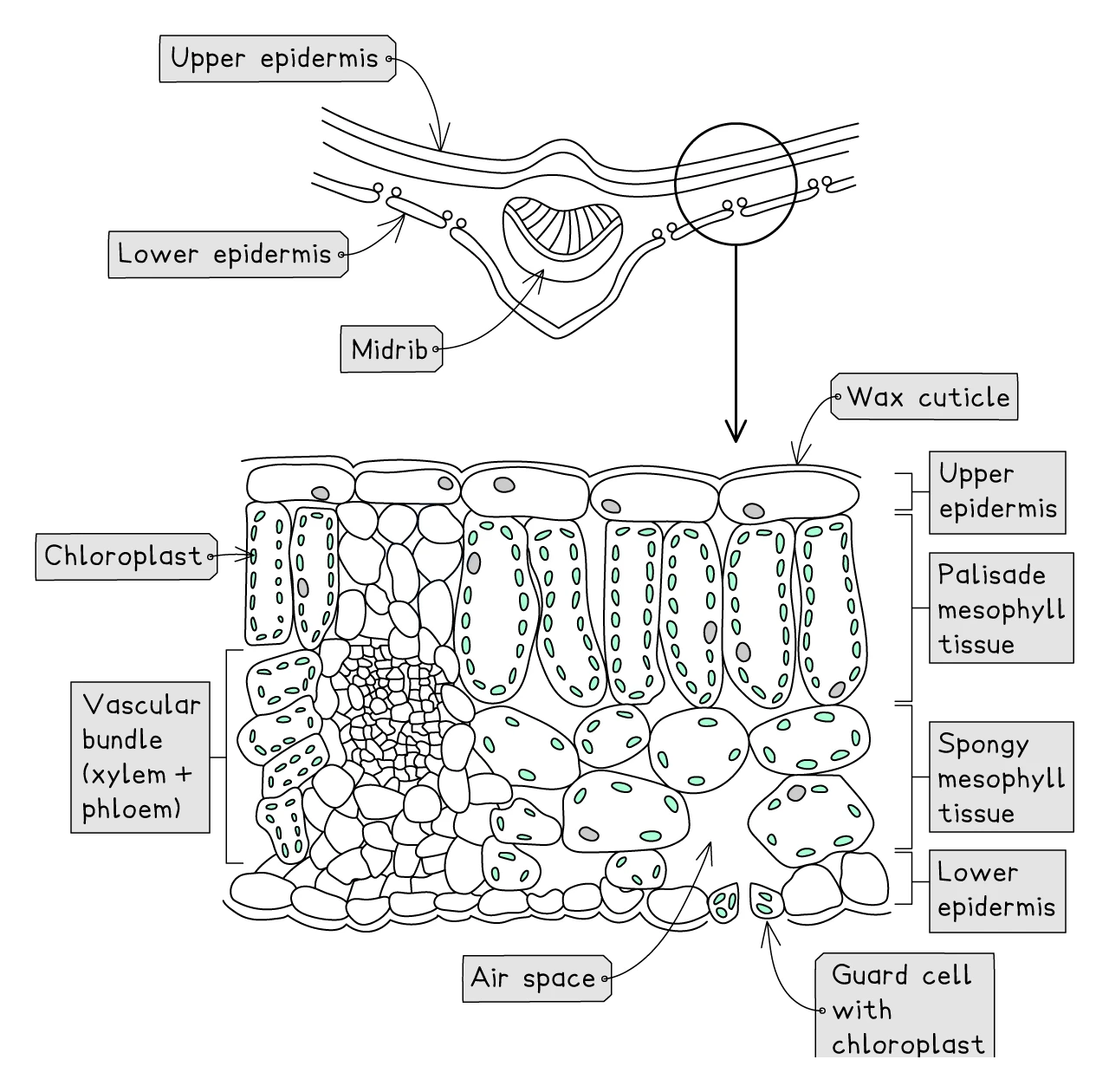Labelled cross-section of a leaf showing the wax cuticle, upper epidermis, palisade mesophyll tissue packed with chloroplasts, spongy mesophyll tissue with air spaces, lower epidermis with a guard cell, and a vascular bundle containing xylem and phloem, plus an inset of the whole-leaf outline with midrib
