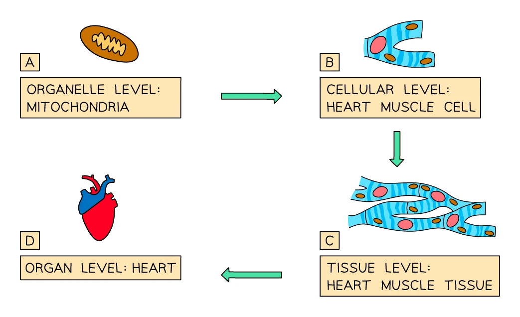Levels of organisation building up from a mitochondrion (organelle) to a heart muscle cell, to heart muscle tissue, to the heart (organ)