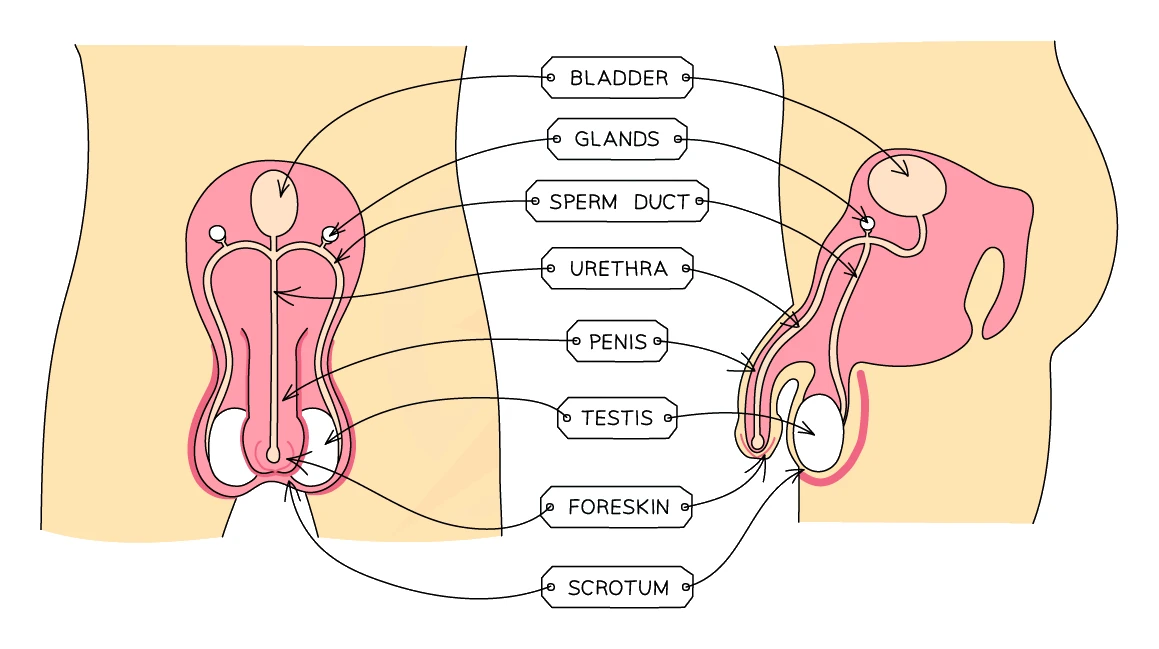 Labelled front and side view of the male reproductive system showing the bladder, glands, sperm duct, urethra, penis, testis, foreskin and scrotum