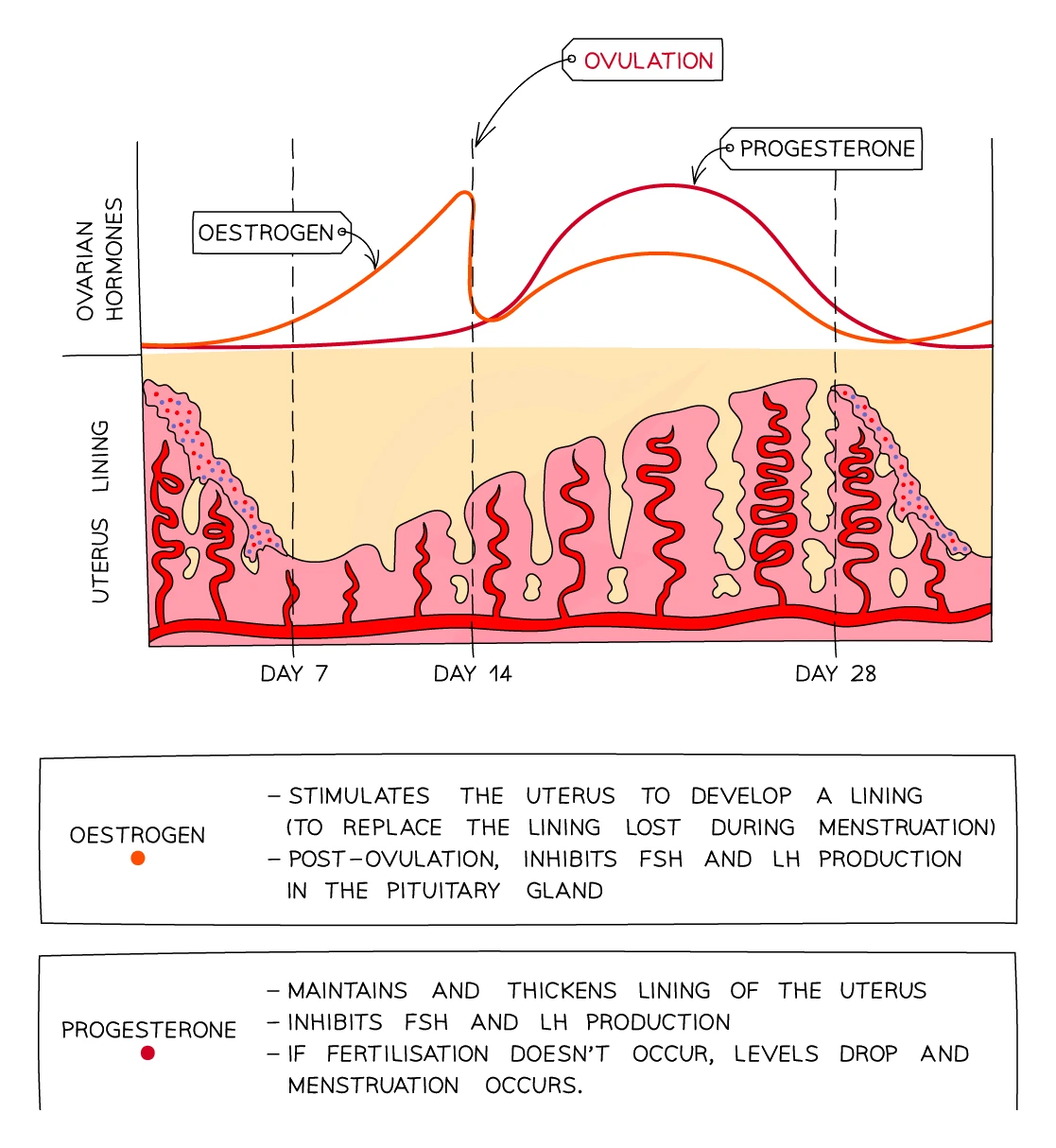Graph of the ovarian hormones oestrogen and progesterone across the menstrual cycle above the changing uterus lining, with oestrogen peaking before ovulation and progesterone maintaining the lining afterwards