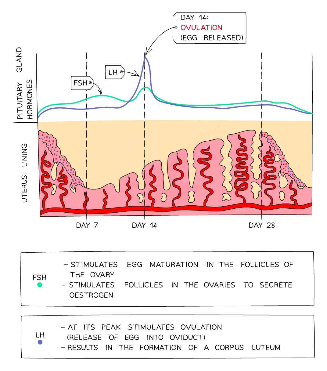 Graph of the pituitary hormones FSH and LH across the menstrual cycle above the changing uterus lining, with the LH surge triggering ovulation on day 14