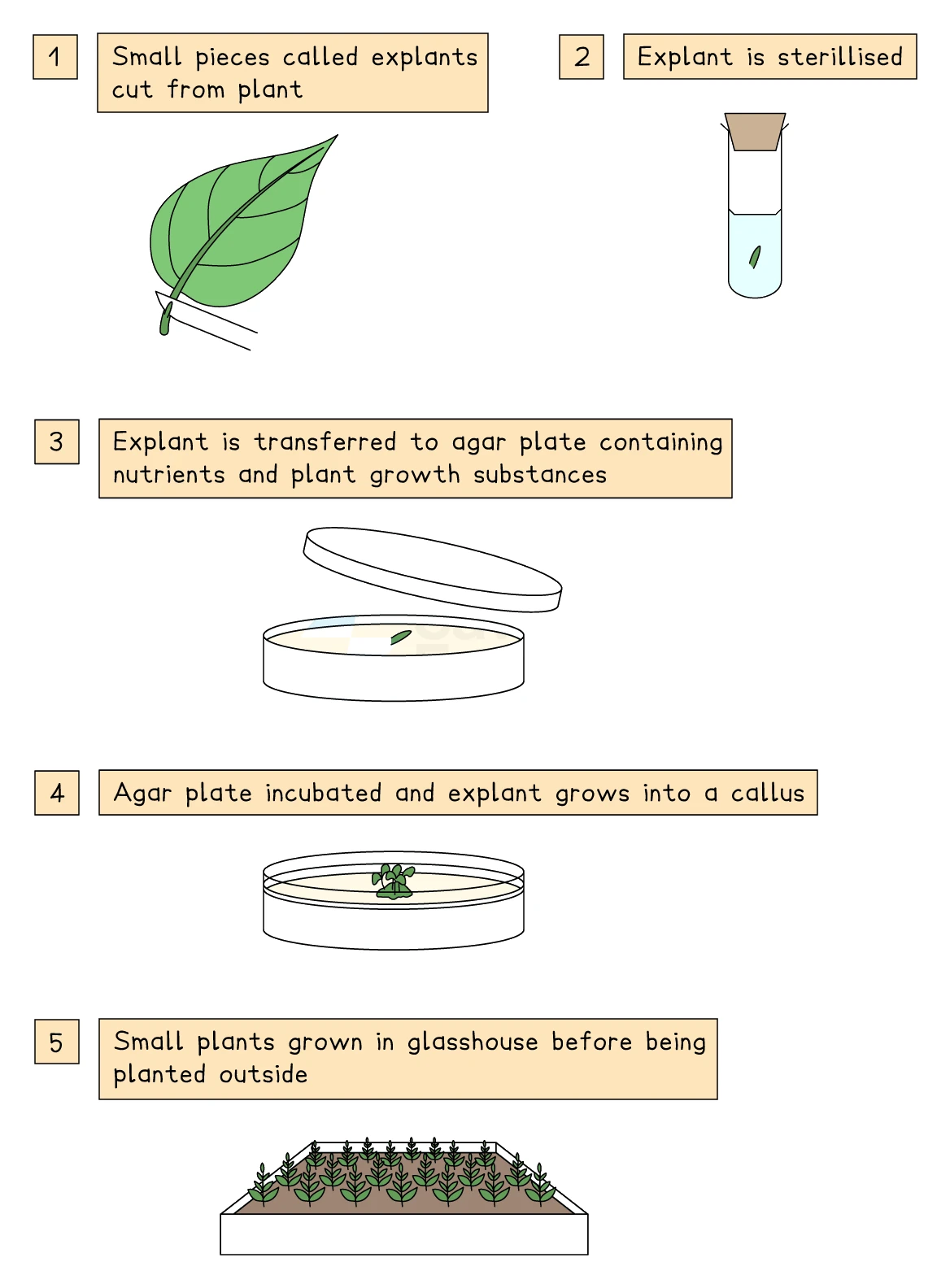 The stages of micropropagation: small explants are cut from the parent plant, sterilised, transferred to an agar plate containing nutrients and plant growth substances, incubated so the explant grows into a callus, and the small plants are then grown on in a glasshouse before being planted outside