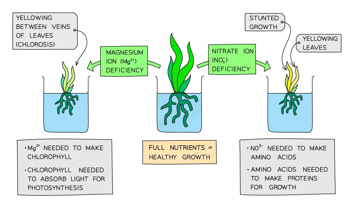 Three water-culture plants comparing mineral deficiencies: a magnesium-deficient plant with yellowing between the veins (chlorosis), a healthy plant grown with full nutrients, and a nitrate-deficient plant with stunted growth and yellowing leaves