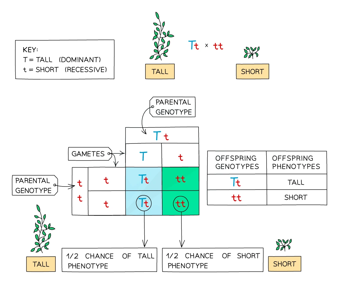 Monohybrid cross set out as a Punnett square: parental genotypes at the top and side, their gametes filling a grid to give the offspring genotypes, with the resulting phenotypes and ratio shown alongside