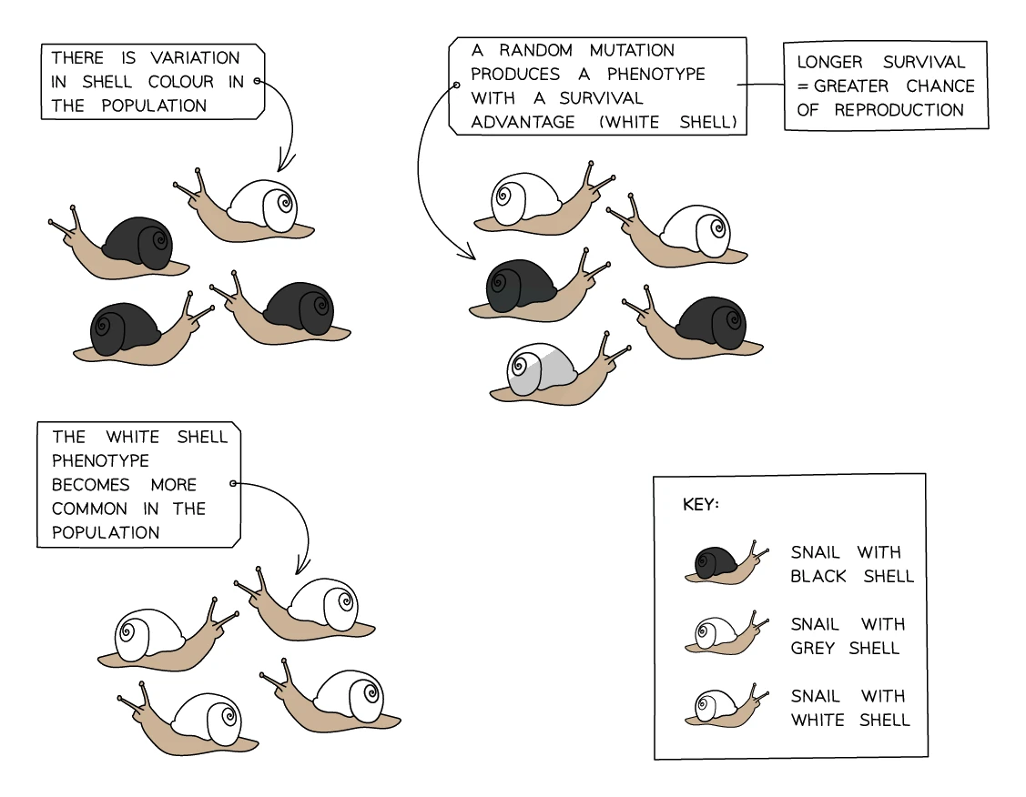 Natural selection in a snail population: variation in shell colour, a random mutation gives a white shell a survival advantage, white-shelled snails survive and reproduce more, and the white-shell phenotype becomes more common over generations