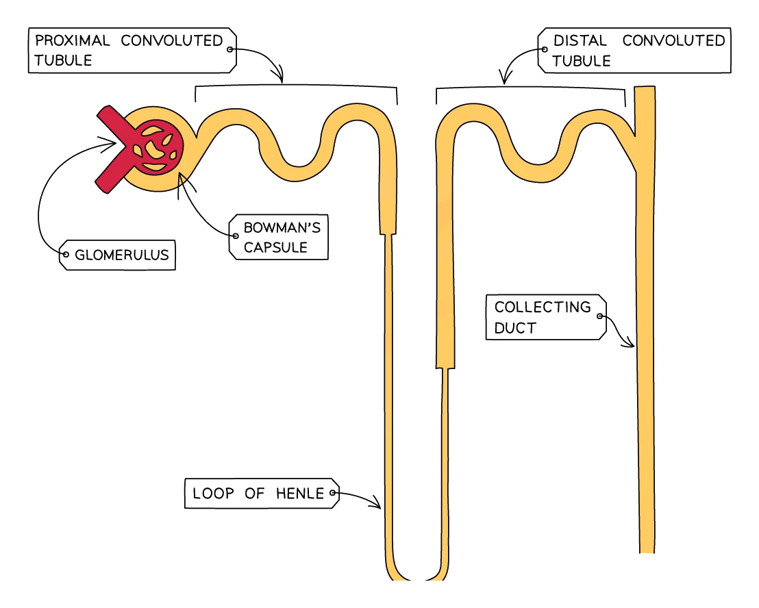 A labelled diagram of a single nephron showing the glomerulus inside the Bowman's capsule, the proximal convoluted tubule, the loop of Henle, the distal convoluted tubule and the collecting duct