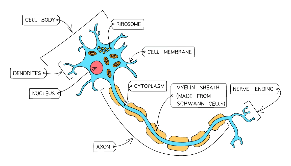 Nerve cell (neurone) with a cell body containing the nucleus, dendrites, a long axon insulated by a myelin sheath, and nerve endings