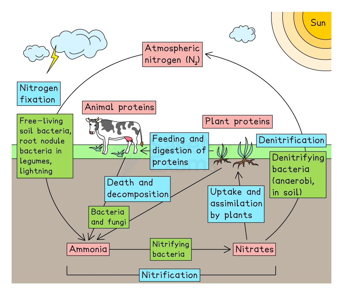 A labelled nitrogen cycle diagram: atmospheric nitrogen (N₂), nitrogen fixation by free-living soil bacteria, legume root-nodule bacteria and lightning, plant and animal proteins, feeding and digestion, death and decomposition by bacteria and fungi releasing ammonia, nitrifying bacteria converting ammonia to nitrates (nitrification), uptake and assimilation of nitrates by plants, and denitrifying bacteria returning nitrogen to the atmosphere (denitrification)