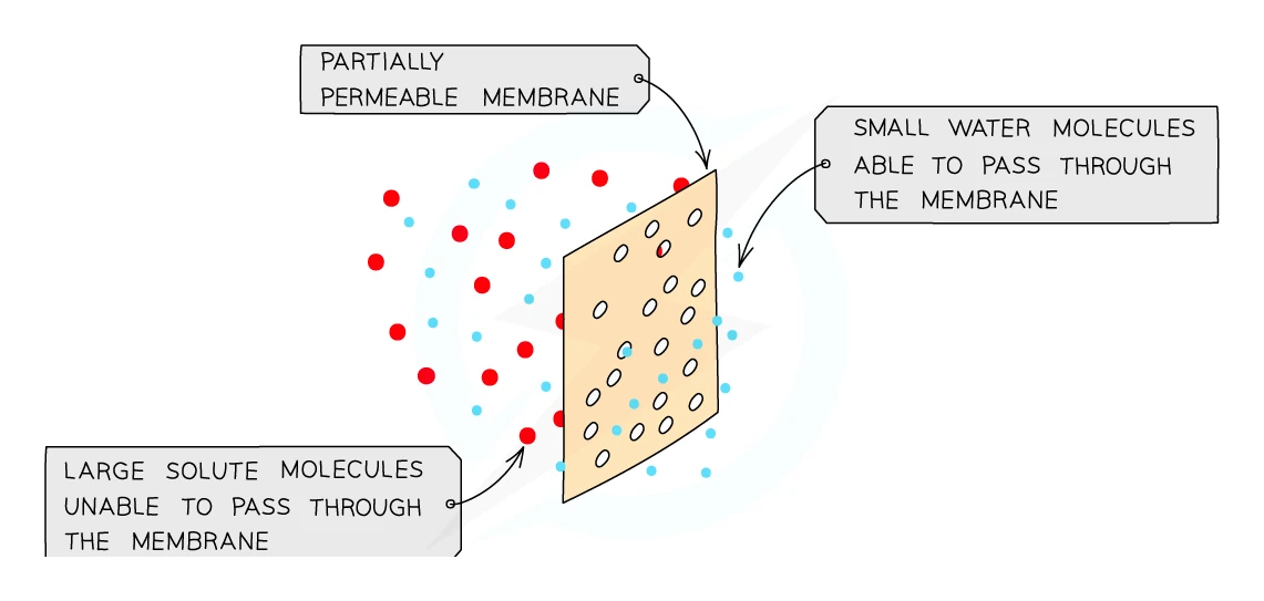 A partially permeable membrane with small water molecules passing through the pores while large solute molecules cannot cross