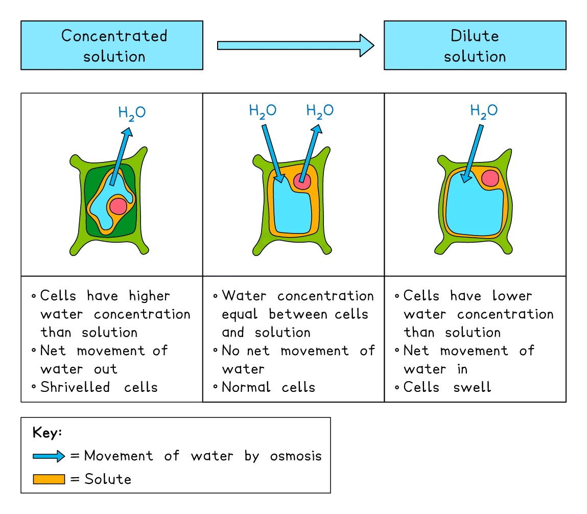 Plant cells in concentrated solution lose water and shrivel, stay normal in an equal solution, and become turgid in a dilute solution as water enters the vacuole by osmosis