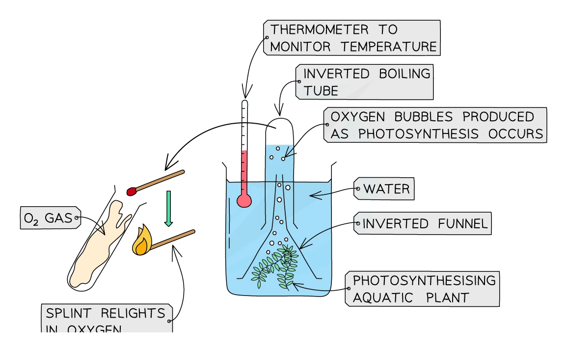 Apparatus for collecting oxygen from pondweed: an aquatic plant under an inverted funnel in a beaker of water, with an inverted boiling tube collecting oxygen bubbles produced by photosynthesis, and a glowing splint relighting when the collected gas is tested