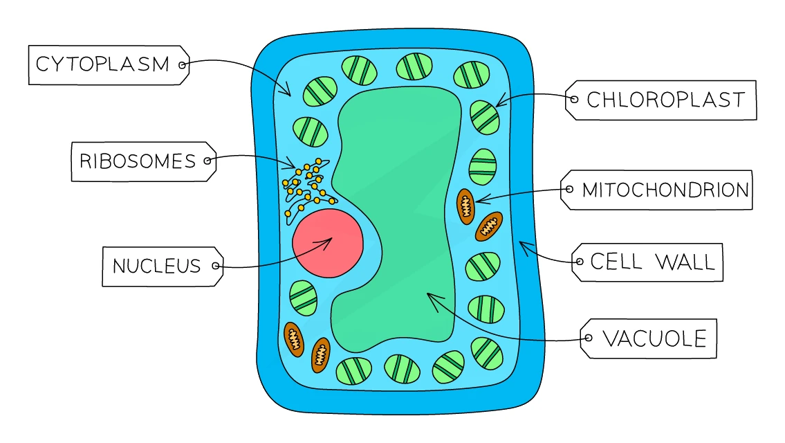Palisade mesophyll cell packed with many chloroplasts for photosynthesis, with a column shape, nucleus, cytoplasm and cell wall
