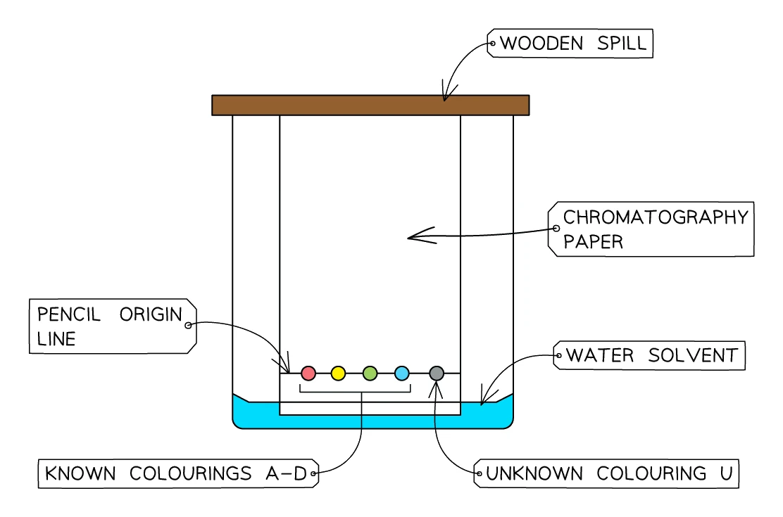 Paper chromatography apparatus: chromatography paper hung from a wooden spill into a beaker of water solvent, with the pencil origin line, known colourings A–D and an unknown colouring U spotted above the solvent