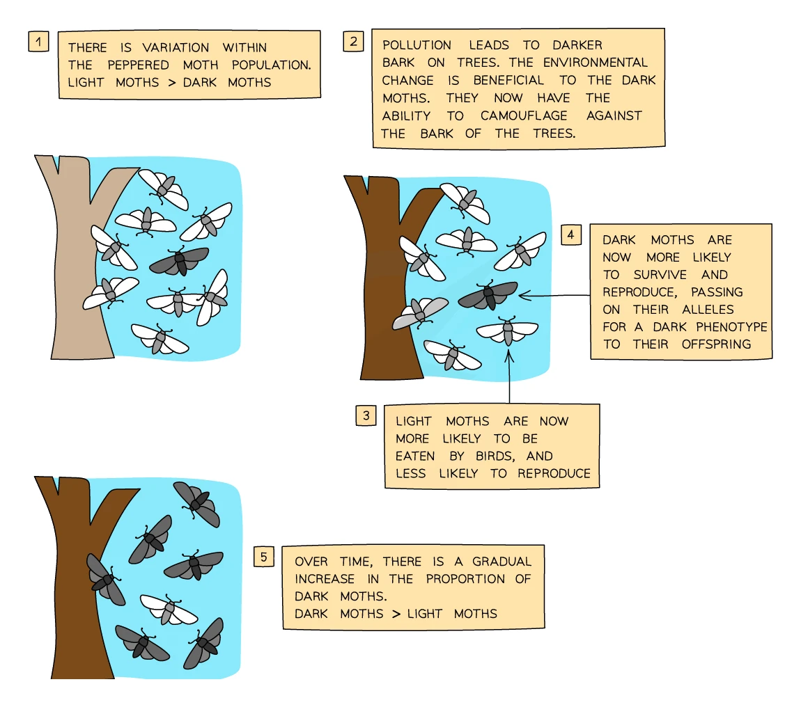 Natural selection in peppered moths: pollution darkens tree bark, so camouflaged dark moths survive and reproduce while pale moths are eaten by birds, and over time dark moths become more common than pale moths