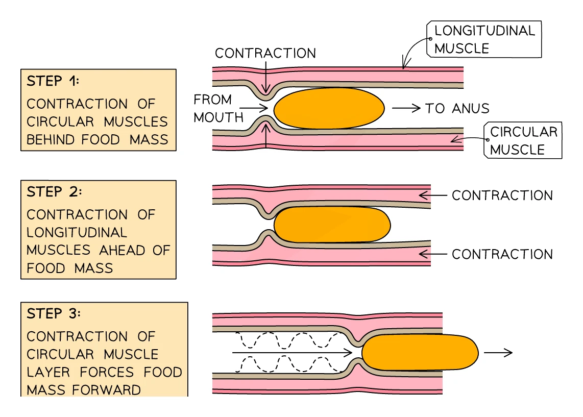 Three-step diagram of peristalsis: circular muscles contract behind the food mass, longitudinal muscles contract ahead of it, and the wave of circular-muscle contraction pushes the food mass forwards along the gut from mouth to anus