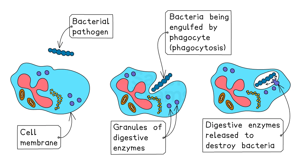 A phagocyte destroying a bacterial pathogen in three stages: the phagocyte meets the bacterium, engulfs it by phagocytosis, then releases digestive enzymes from its granules to break the bacterium down