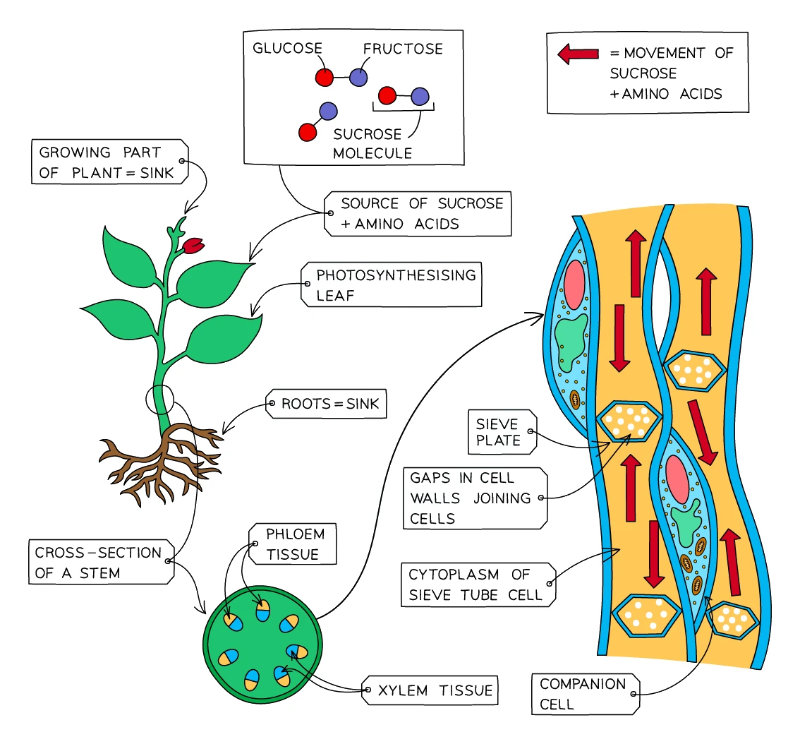 A diagram of translocation in the phloem: sucrose and amino acids made in a photosynthesising leaf (source) move to the growing tips and roots (sinks), shown alongside sieve tube cells joined by perforated sieve plates and their neighbouring companion cells