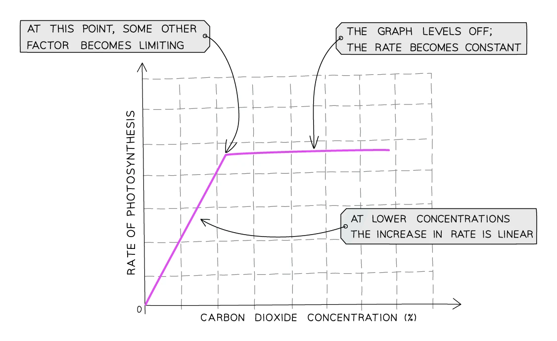 Graph of rate of photosynthesis against carbon dioxide concentration: the rate rises linearly at low concentrations, then levels off to a constant plateau when another factor becomes limiting