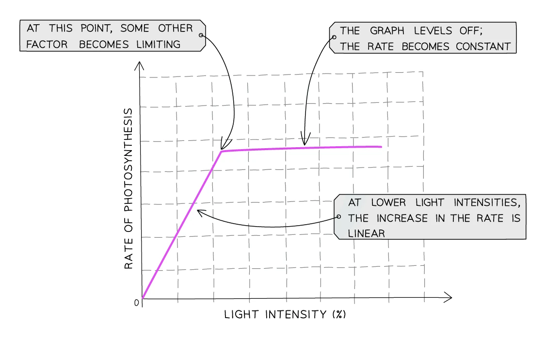 Graph of rate of photosynthesis against light intensity: the rate rises linearly at low light, then levels off to a constant plateau when another factor becomes limiting