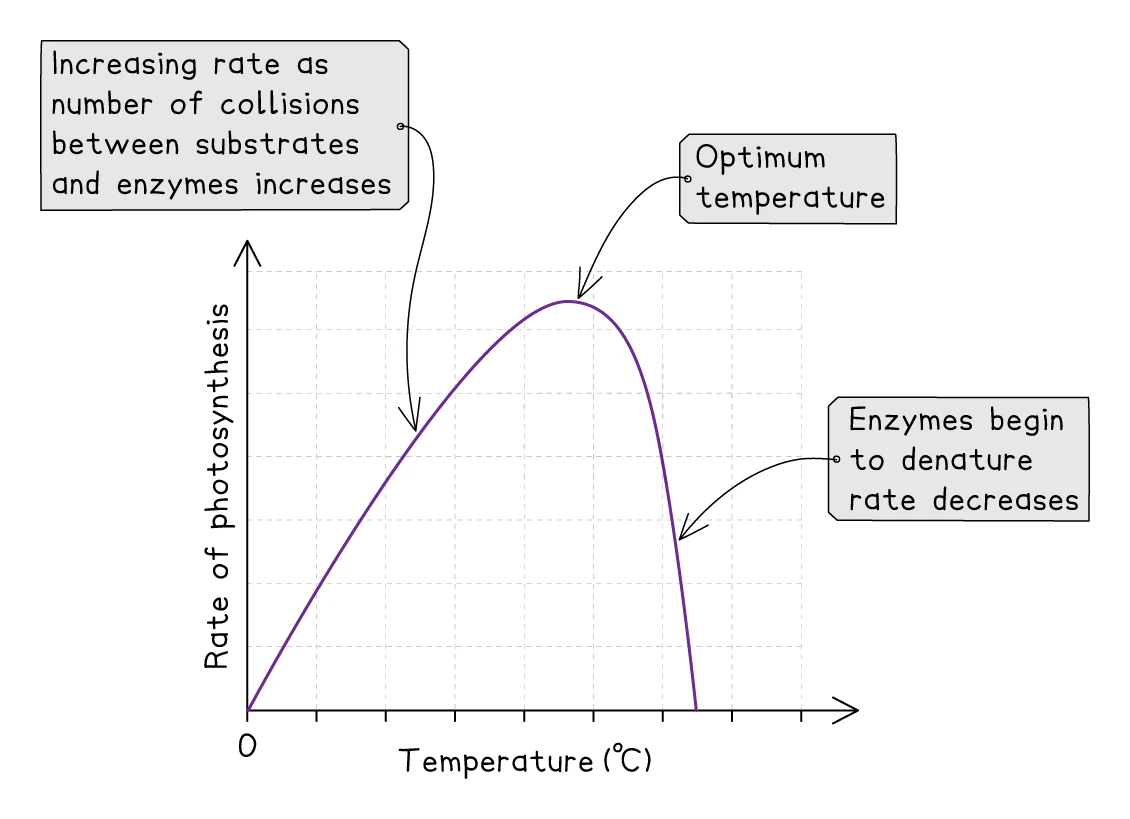 Graph of rate of photosynthesis against temperature: the rate rises to an optimum as collisions between substrate and enzyme increase, then falls sharply as enzymes begin to denature