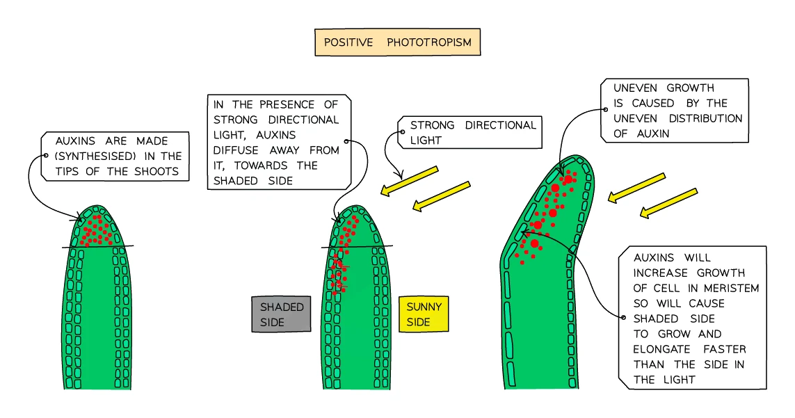 Positive phototropism in a shoot: auxin made in the shoot tip diffuses to the shaded side away from the strong directional light, so cells on the shaded side elongate more and the shoot bends towards the light