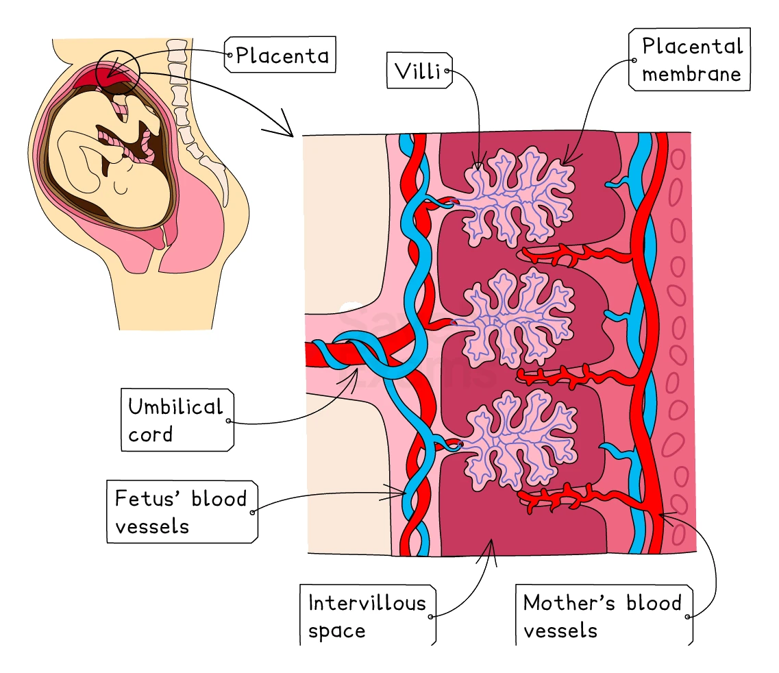 Diagram of the placenta showing fetal villi carrying the fetus' blood vessels dipping into the intervillous space filled with the mother's blood, separated by the thin placental membrane, connected by the umbilical cord