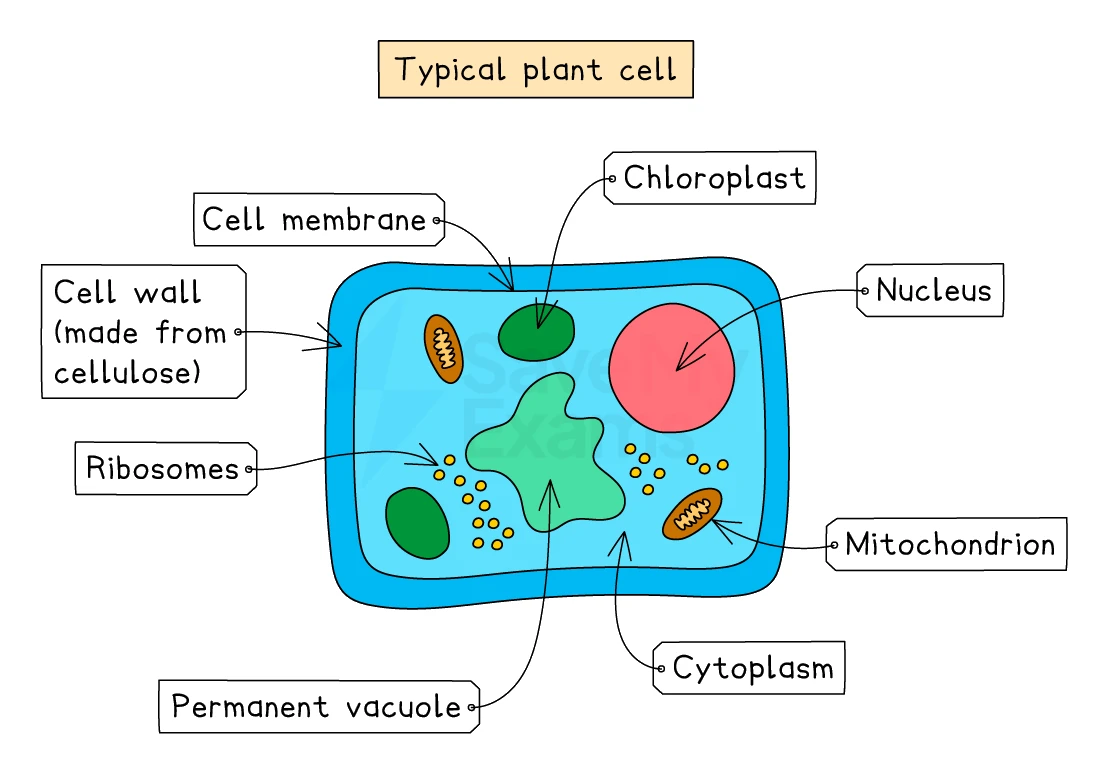 Structure of a typical plant cell with cellulose cell wall, chloroplasts, permanent vacuole and nucleus
