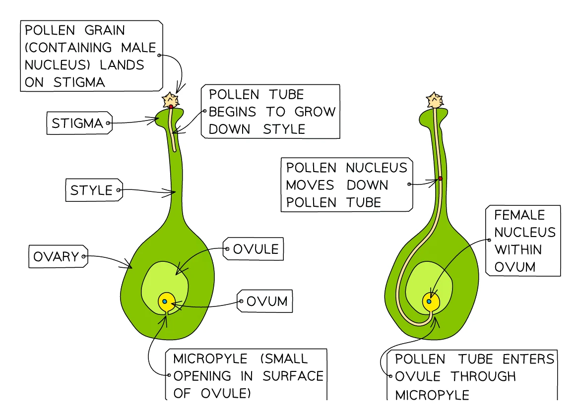 Diagram showing a pollen grain on the stigma growing a pollen tube down the style so the male nucleus reaches the ovum in the ovule through the micropyle