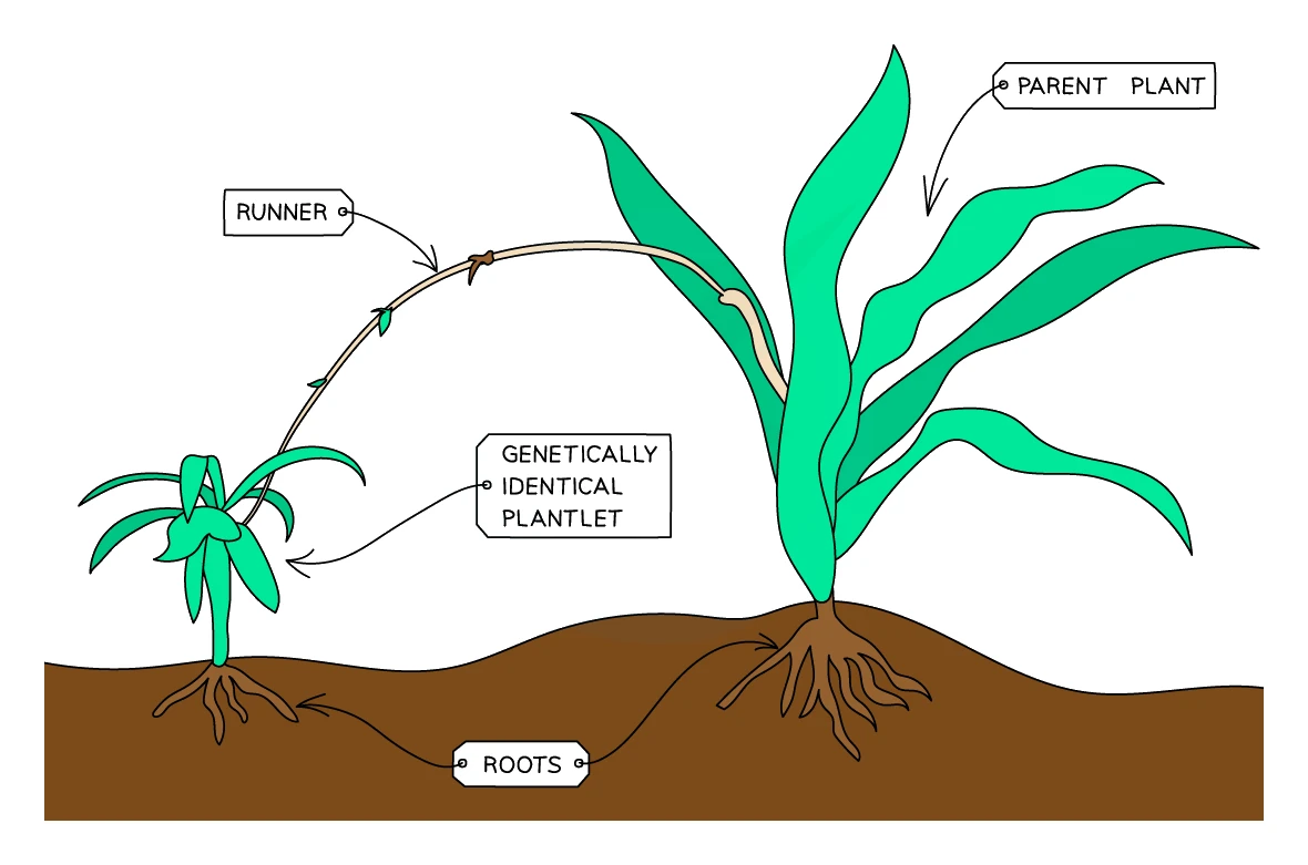 Diagram of a parent plant sending out a horizontal runner that grows a genetically identical plantlet, which forms its own roots