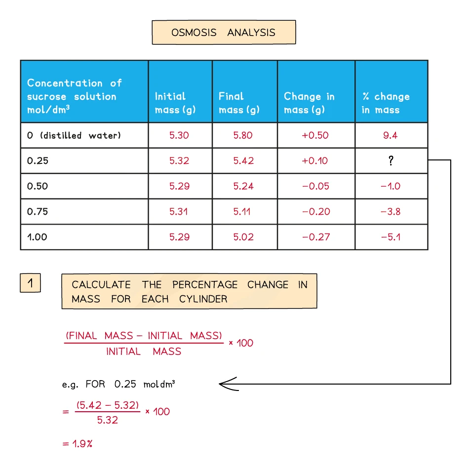 Sample results table for potato cylinders in different sucrose concentrations, with the percentage change in mass calculated from the initial and final masses