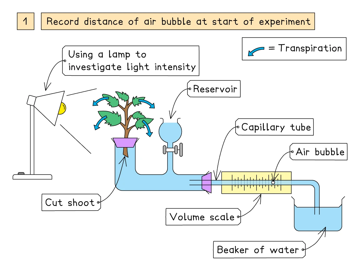A labelled bubble potometer set up to investigate the effect of light intensity: a cut leafy shoot in a sealed tube, a lamp, a reservoir, and a horizontal capillary tube with a volume scale where an air bubble moves as water is drawn up, its end dipping into a beaker of water