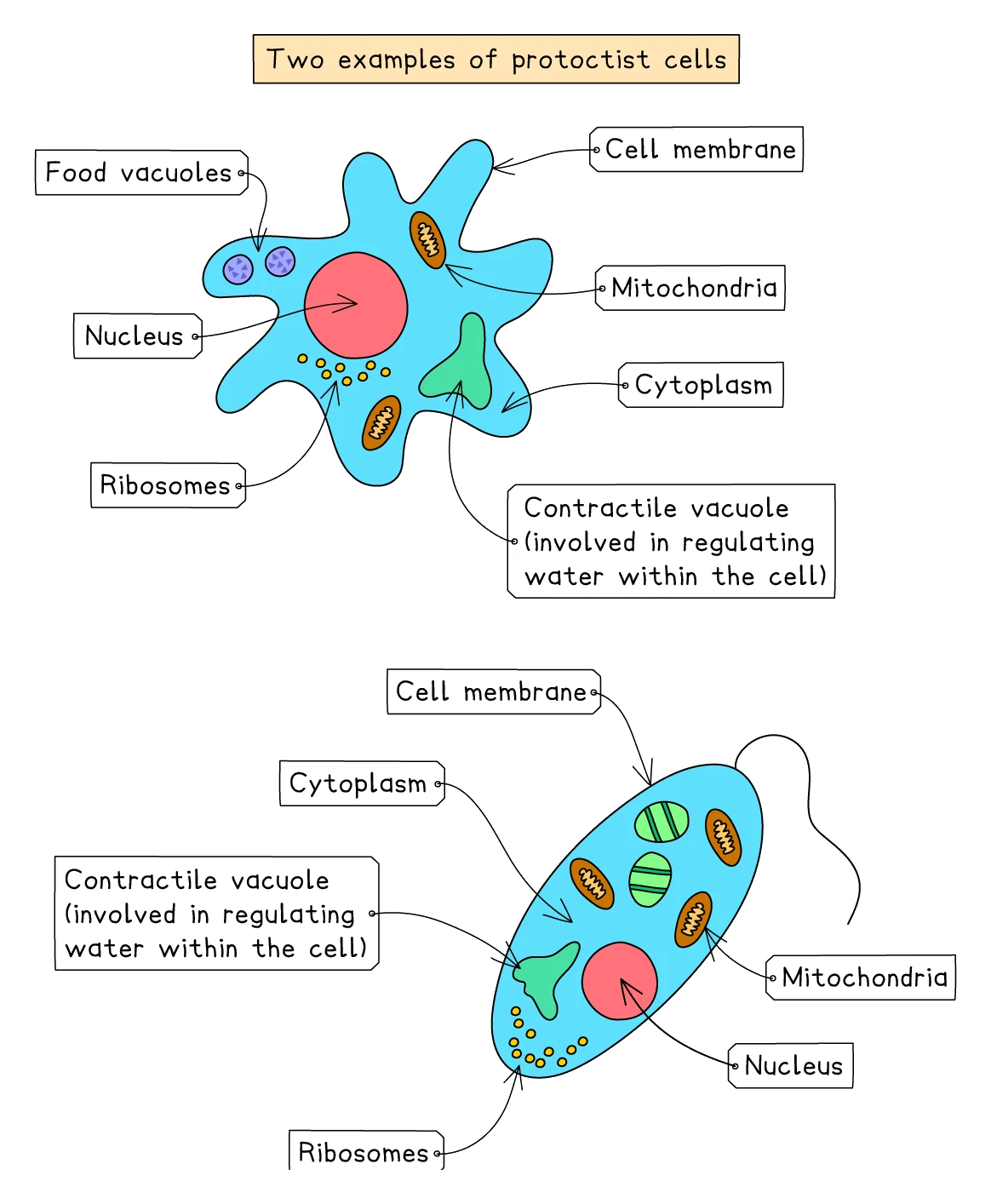 Two example protoctist cells, Amoeba and Paramecium, showing nucleus, cytoplasm, contractile vacuole and food vacuoles