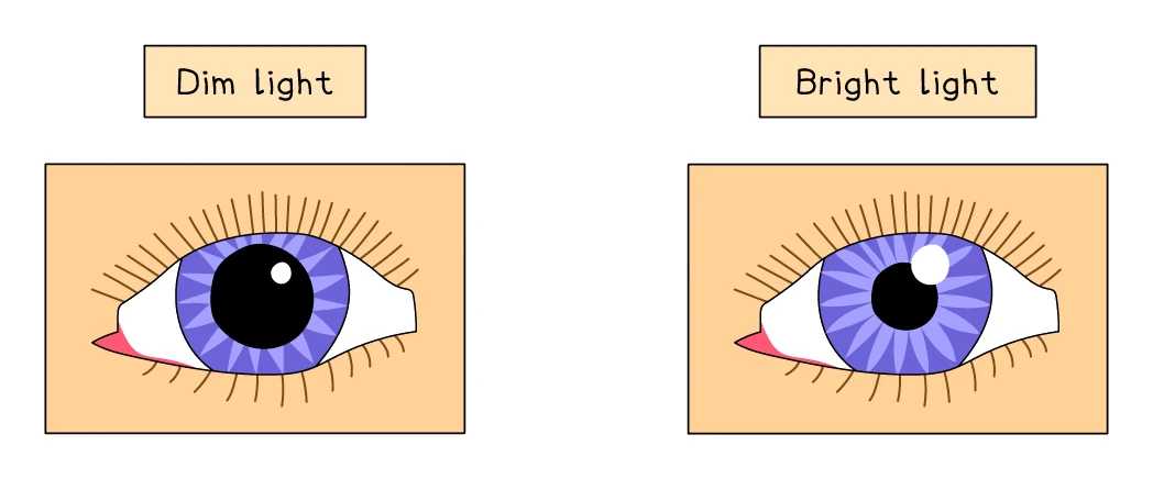 The pupil reflex: in dim light the pupil is dilated (wide) to let more light in; in bright light the pupil is constricted (narrow) to let less light in