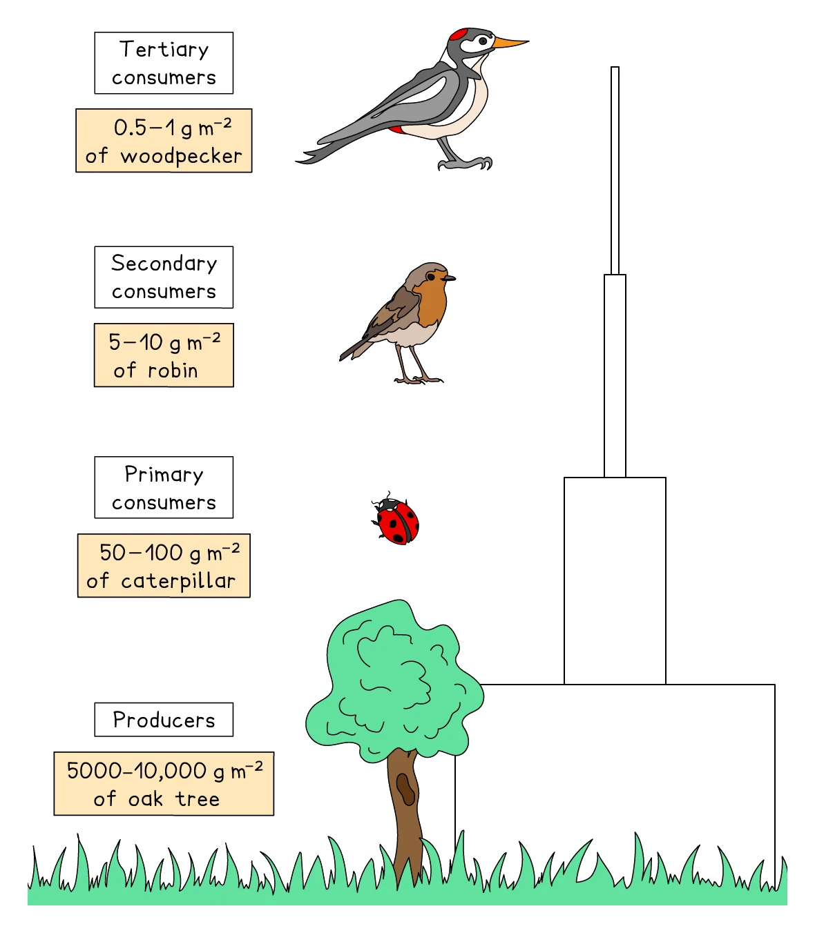 A pyramid of biomass showing biomass decreasing up the trophic levels: producers (5000–10,000 g/m² of oak tree) at the wide base, primary consumers (50–100 g/m² of caterpillar), secondary consumers (5–10 g/m² of robin), and tertiary consumers (0.5–1 g/m² of woodpecker) as the narrow top
