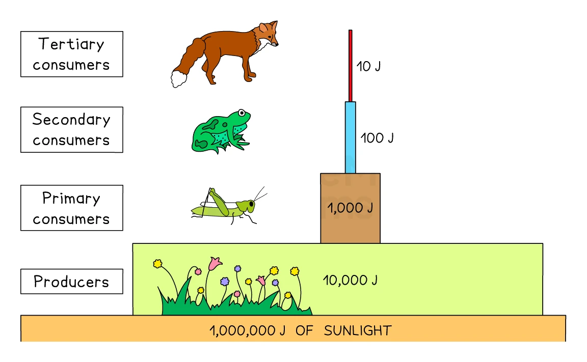 A pyramid of energy in kJ per square metre per year: 1,000,000 J of sunlight at the base, producers with 10,000 J, primary consumers with 1000 J, secondary consumers with 100 J, and tertiary consumers with 10 J, each level about a tenth of the one below